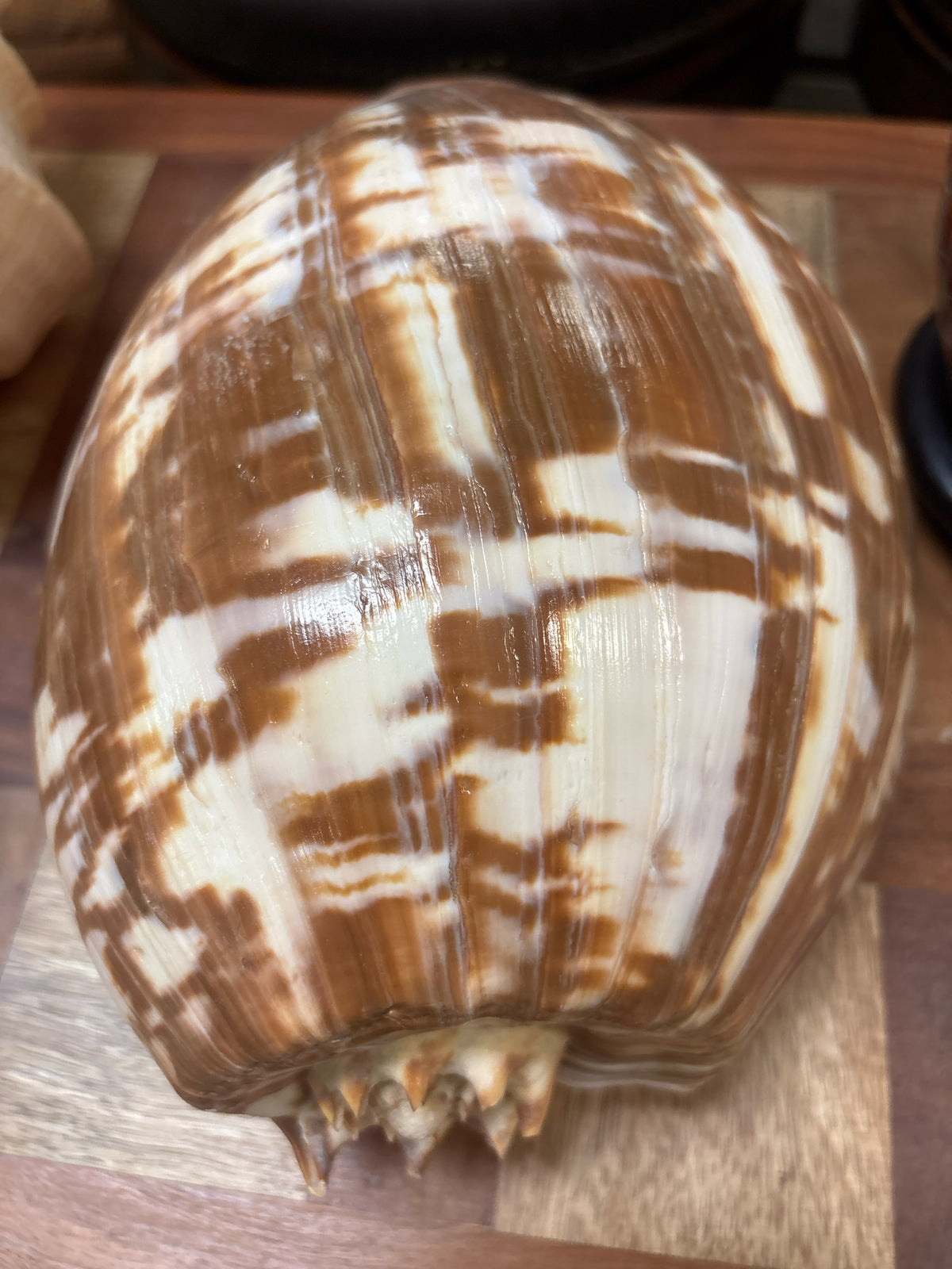 Giant Australian Baler Shell