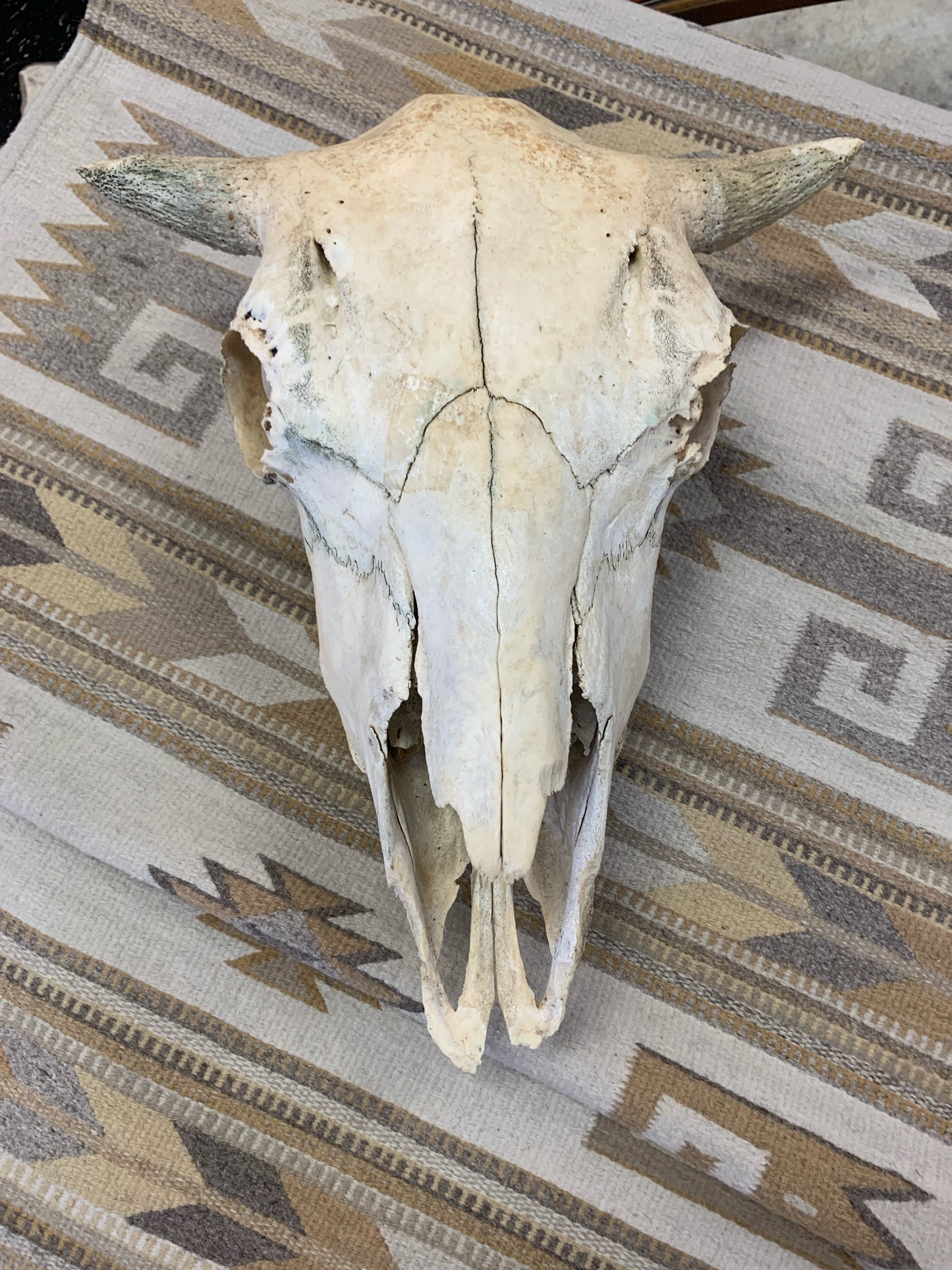 Short Horned Cow Skull