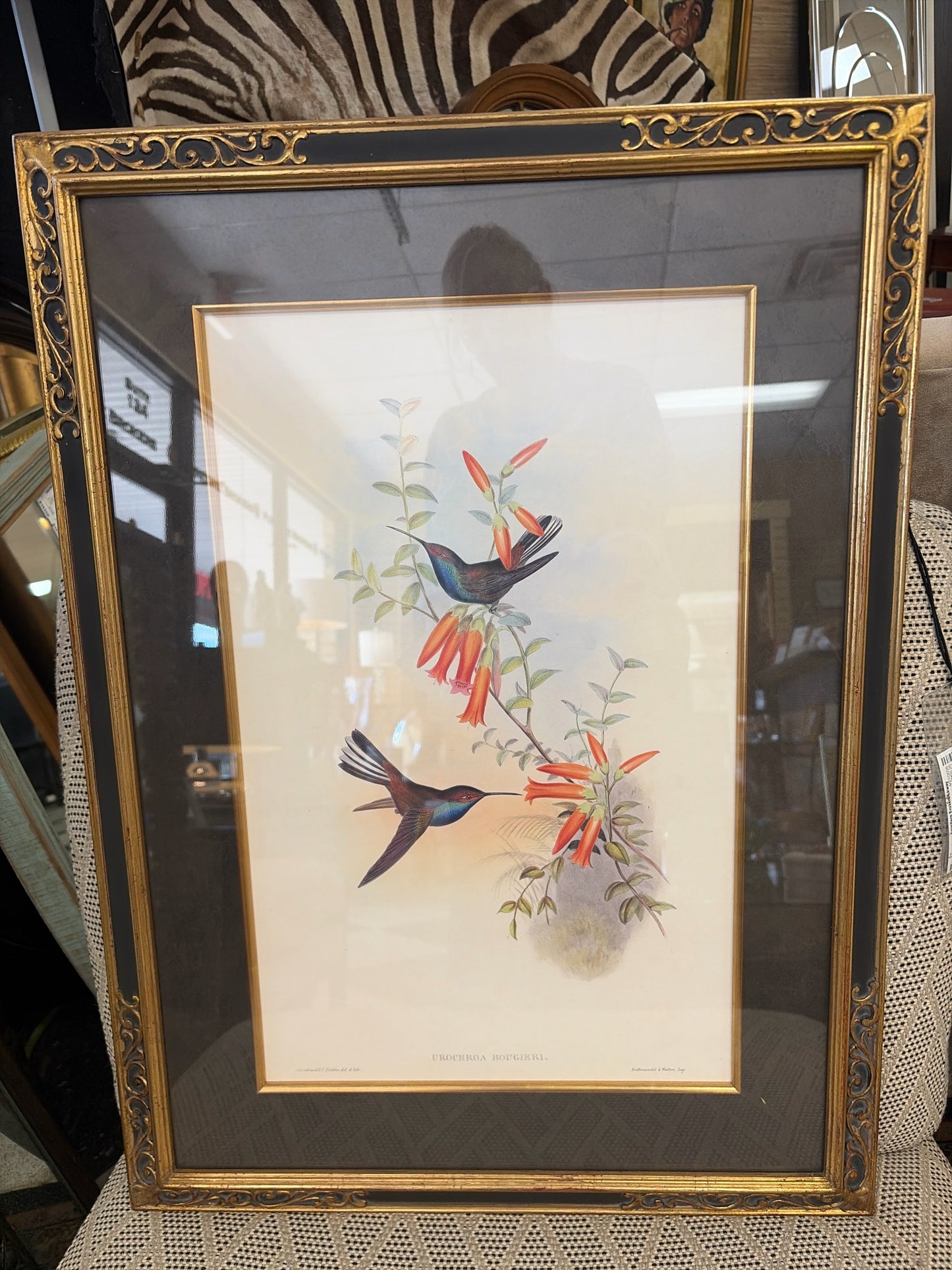 Vintage John Gould Lithograph of "Urochroa Bougieri" in Black & Gold Frame (20 1