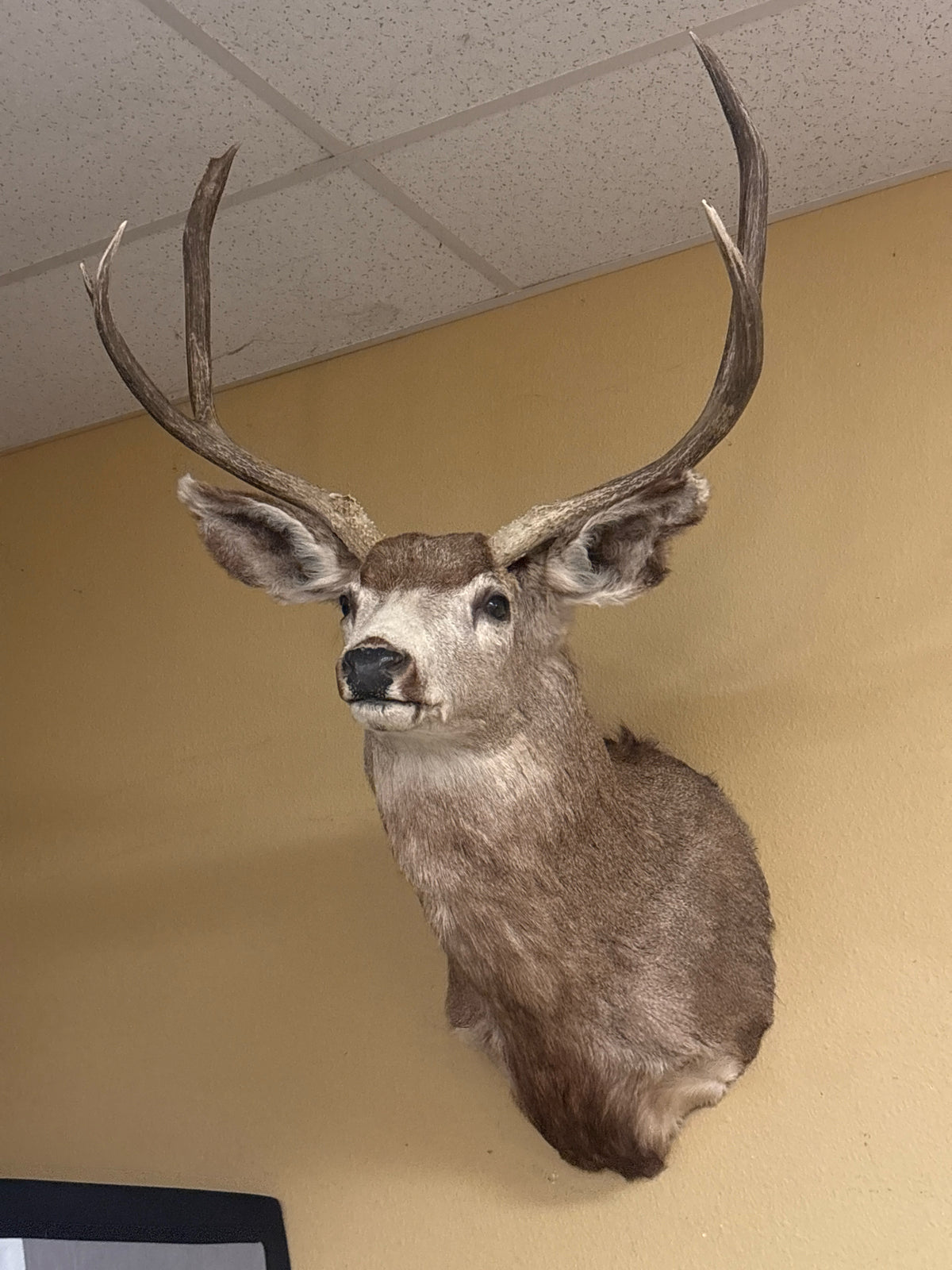 Mule Deer Taxidermy Mount