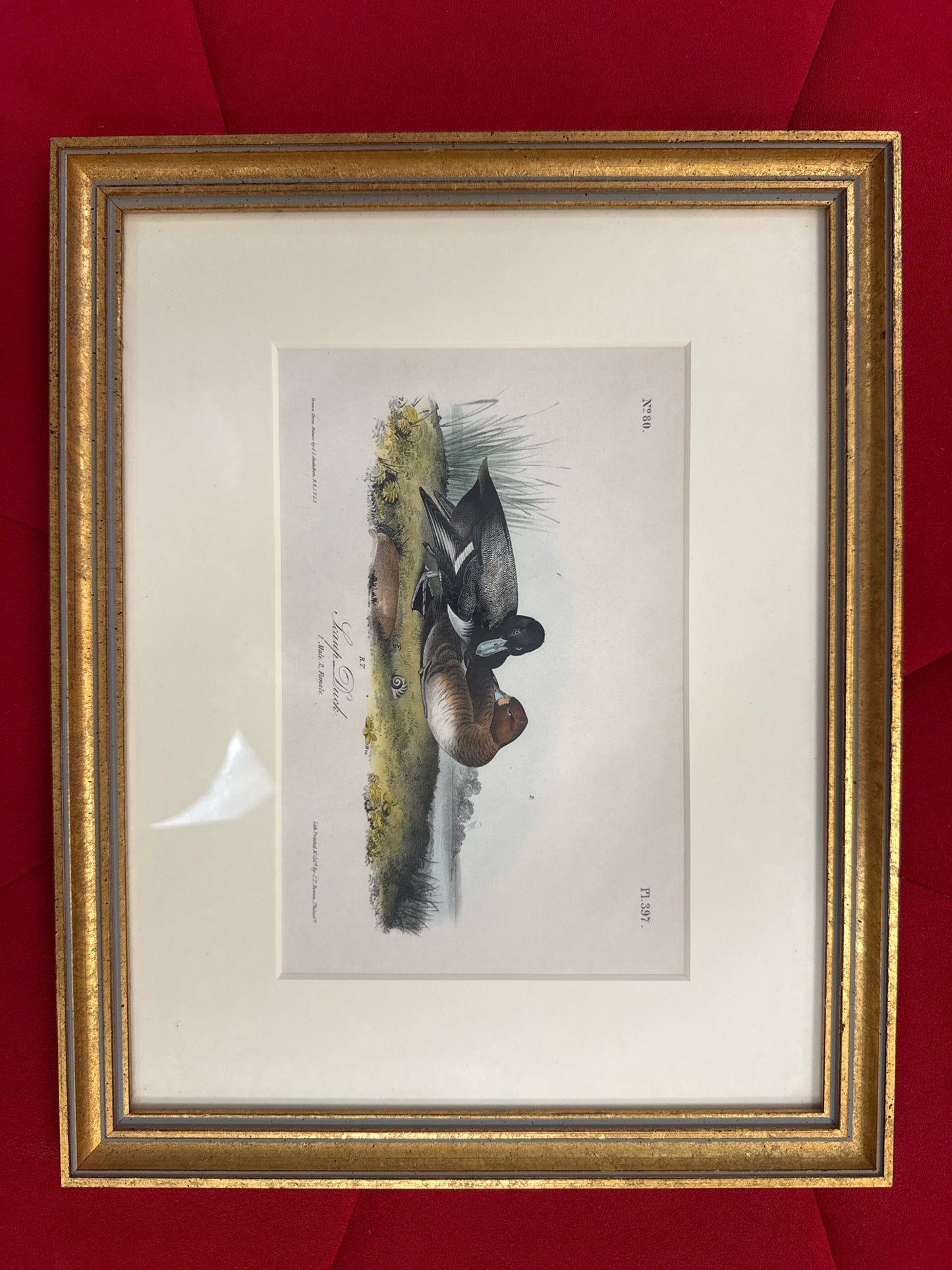 Orig. Signed Lithograph-"Scaup Duck" John James Audubon (13x10.5) in Gold Frame