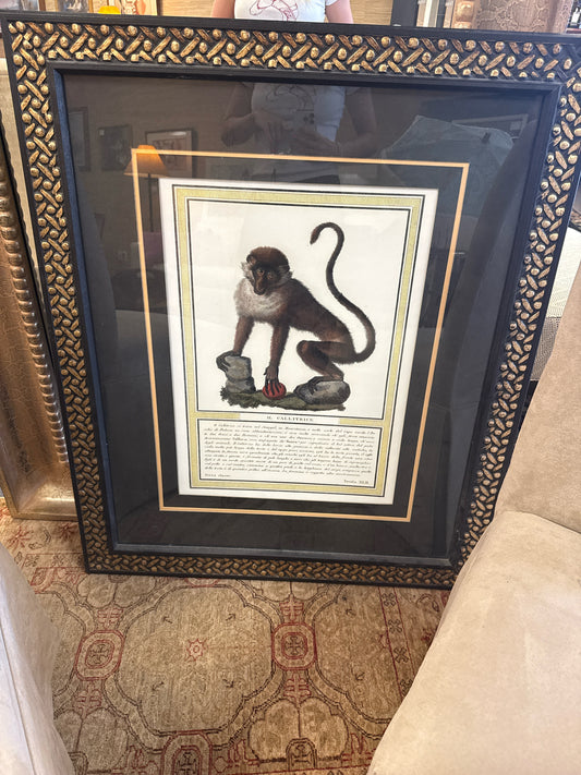 "IL Callitrice" Print of Monkey w/Ornate Black/Gold Frame 34.5x41.5