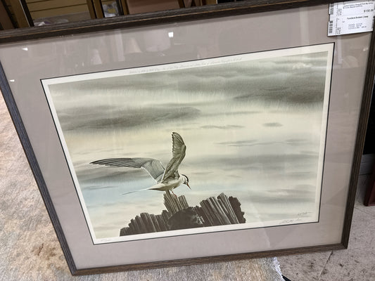 Limited Edition Seagull Print By Arthur M Cook (Signed and #'d)