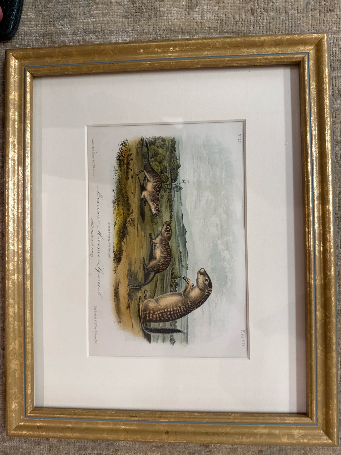 Orig. Signed Lithograph-"Mexican Marmot-Squirrel" John James Audubon