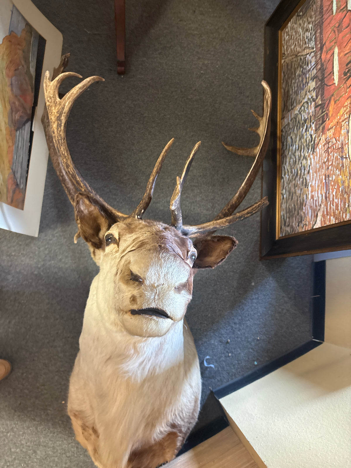 Caribou Taxidermy Mount