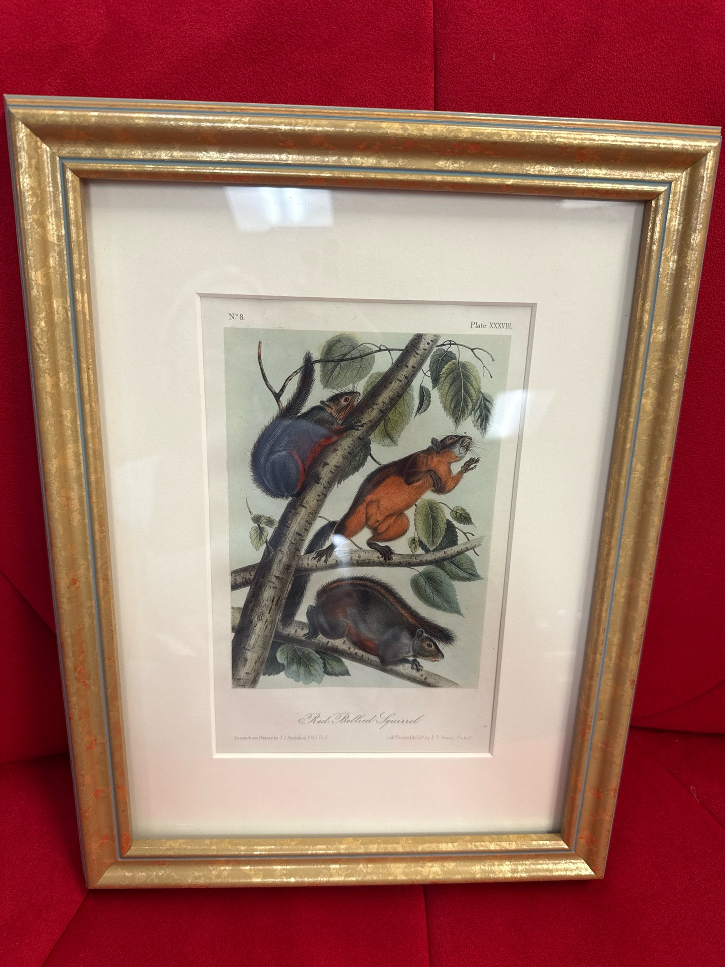 Orig. Signed Lithograph-"Red Bellied Squirrel" John James Audubon in Gold Frame