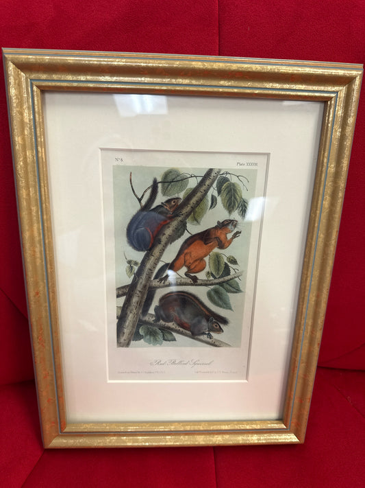 Orig. Signed Lithograph-"Red Bellied Squirrel" John James Audubon in Gold Frame