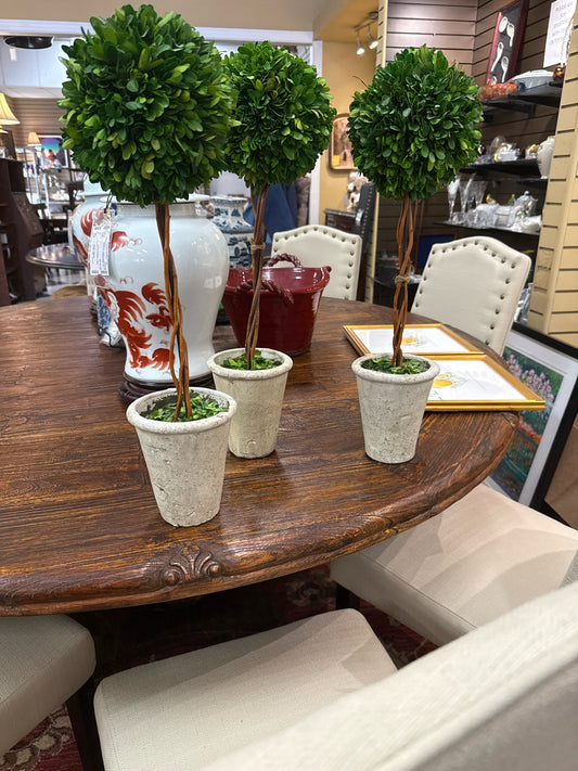 SET of 3 Live Topiaries