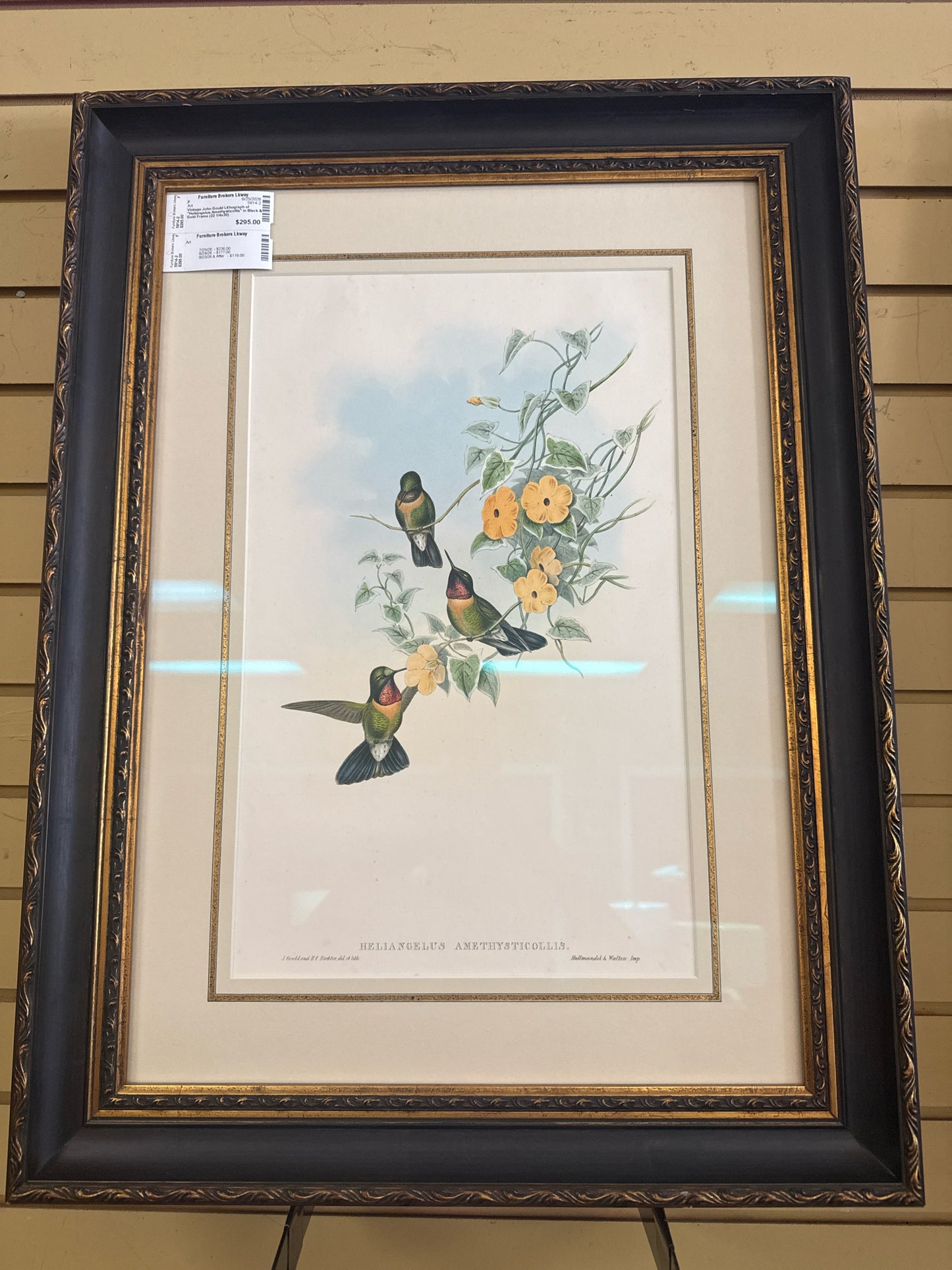 Vintage John Gould Lithograph of "Heliangelus Amethysticollis" in Black & Gold
