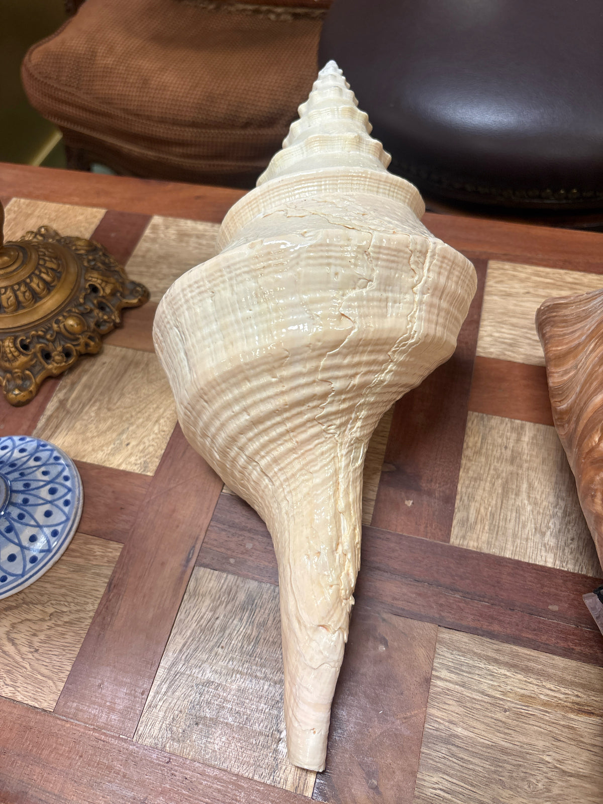 Giant Australian Trumpet Shell