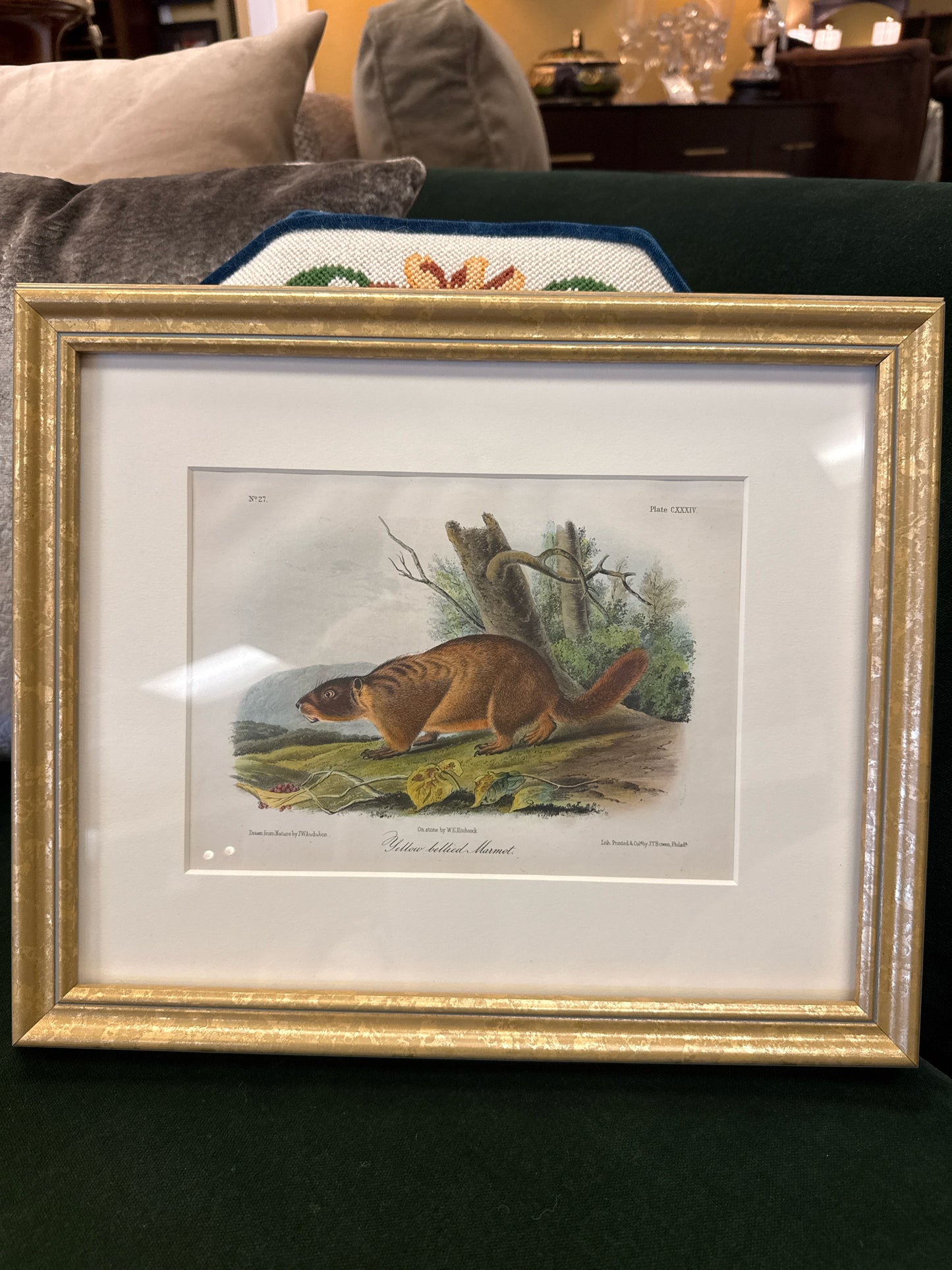 Orig. Signed Lithograph-"Yellow Bellied Marmot" John James Audubon in Gold Fram