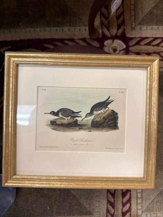 Orig. Signed Lithograph-"Purple Sandpiper" John James Audubon in Gold Frame (13