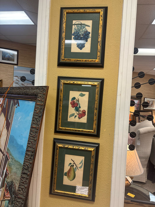 Set of 3 Royal Horticulture Society of London Original Prints