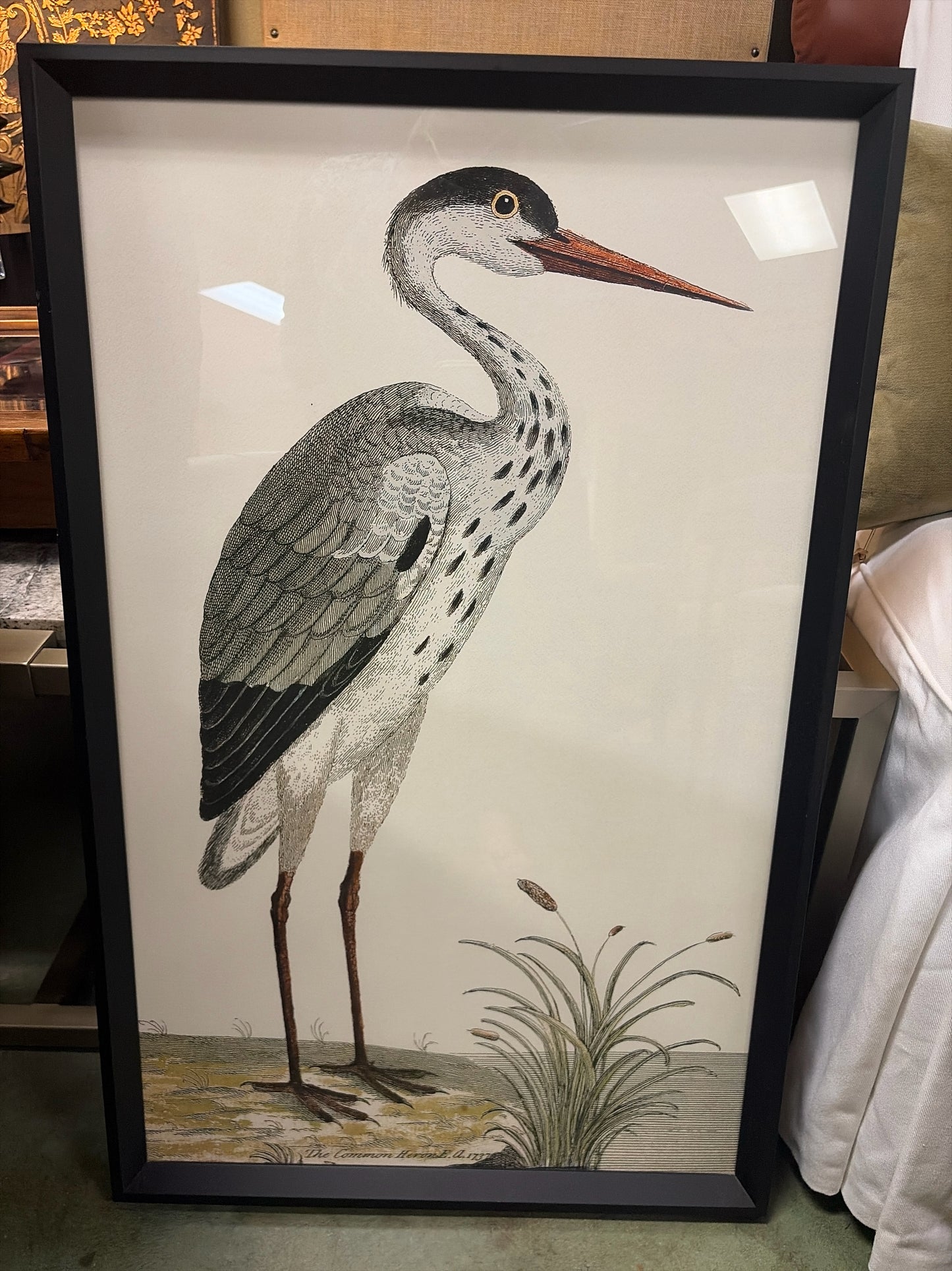 Pottery Barn Spotted Heron Print in Black Frame (19.25" w x 30.25" l x 1.5" t)