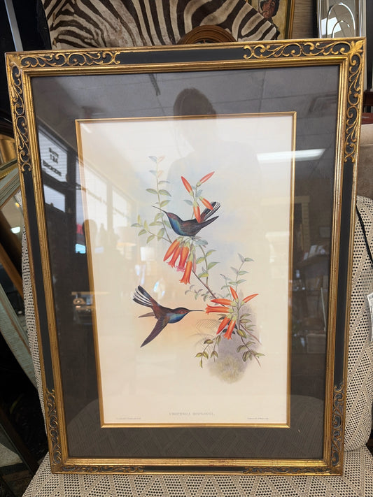 Vintage John Gould Lithograph of "Urochroa Bougieri" in Black & Gold Frame (20 1