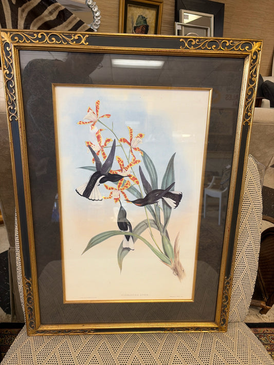 Vintage John Gould Lithograph of "Florisuga Ater" in Black & Gold Frame (20 1/2