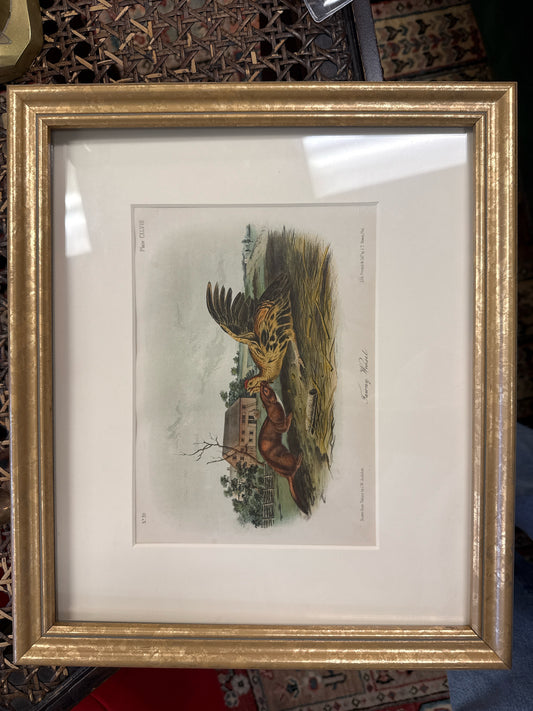 Orig. Signed Lithograph-"Tawny Weasel" John James Audubon w/Gold Frame (14.5x12