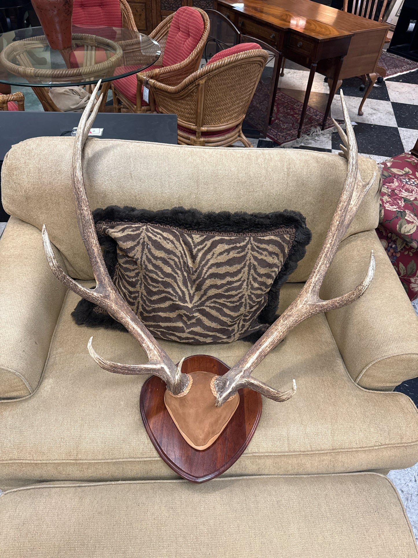 Red Stag Antlers on Mahogany Shield