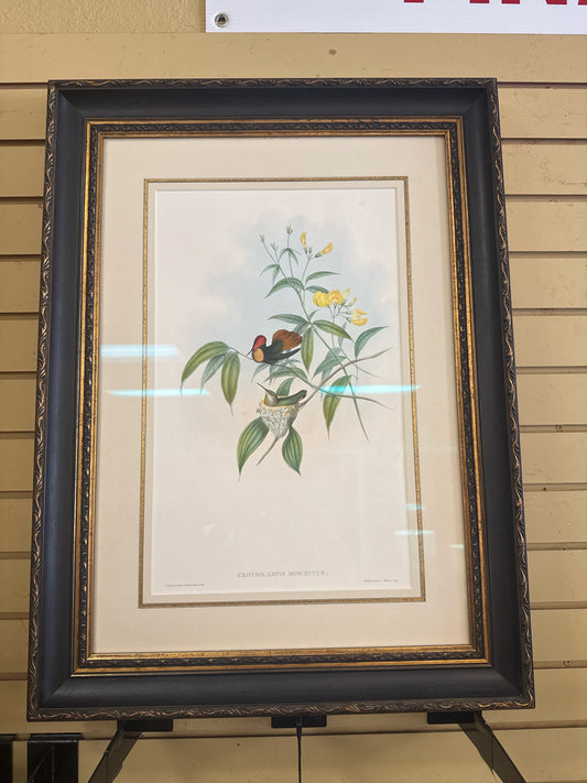 Vintage John Gould Lithograph of "Chrysolampis Moschitus" in Black & Gold Frame