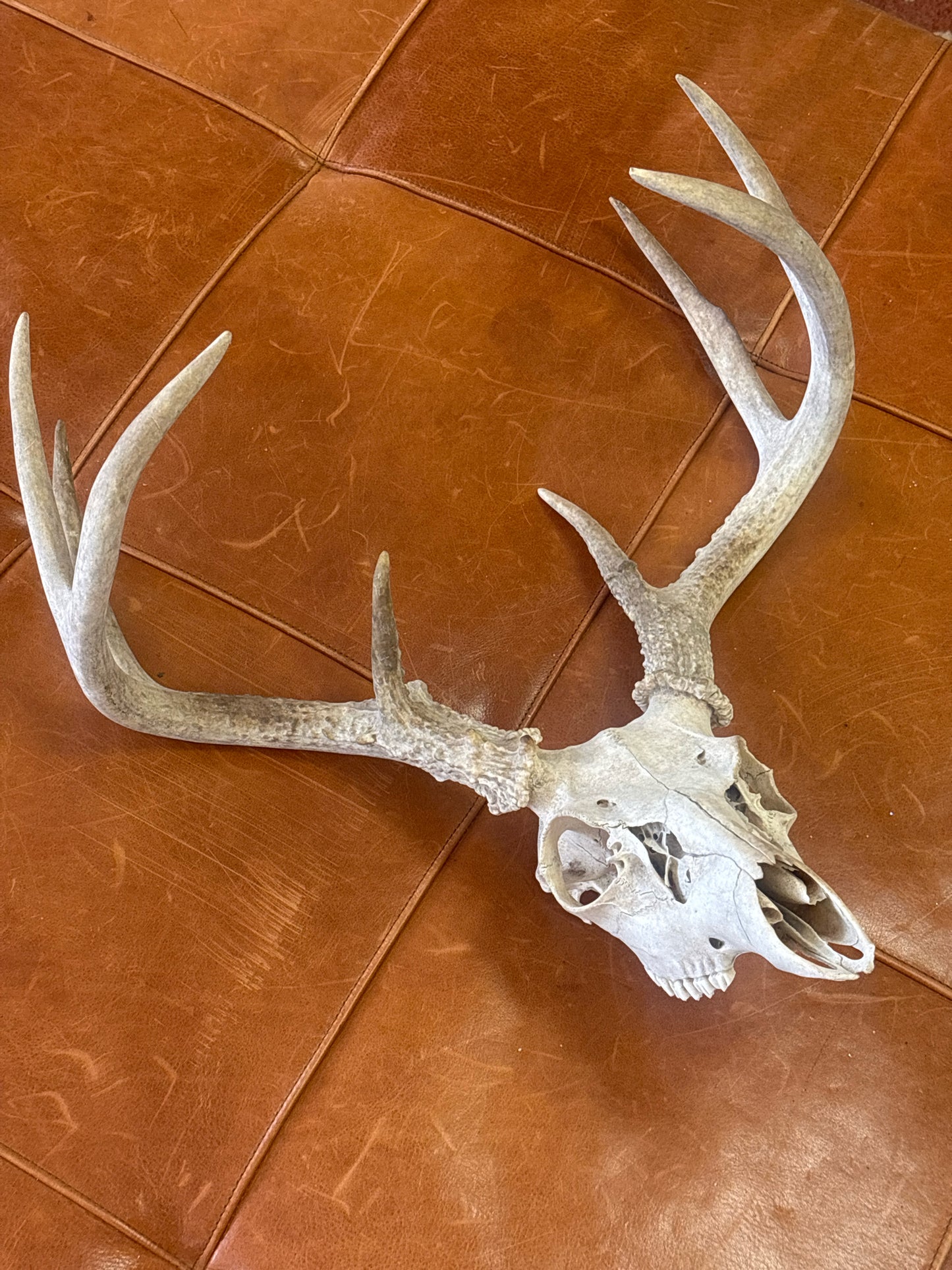 8 Point White Tale Buck Mount