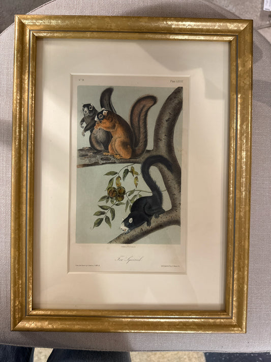Orig. Signed Lithograph-"Fox Squirrel" John James Audubon in Gold Frame